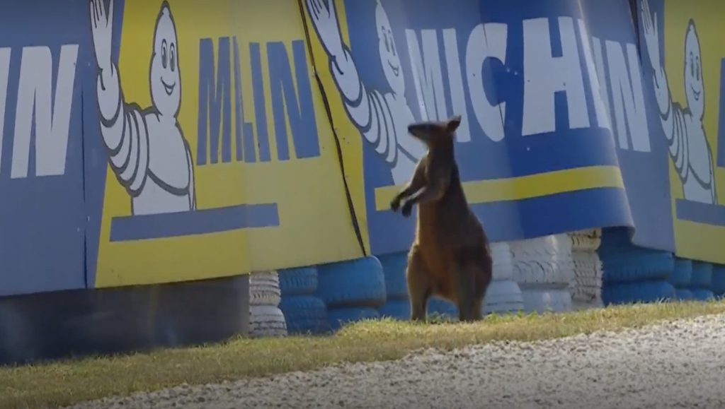 Video: Kangaroo brings Australian MotoGP practice to a halt in extraordinary Phillip Island scene