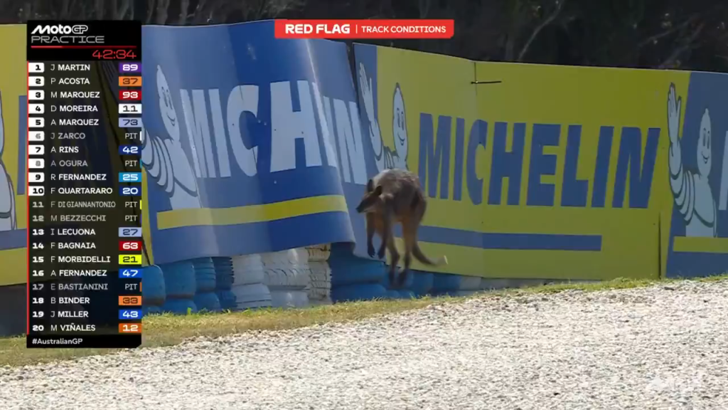 Alerta de fofura! Filhote de canguru invade pista e paralisa treino da MotoGP na Austrália